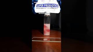 Gummy Probiotics Under Microscope (Good Bacteria)