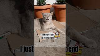 One Like  One Meow  catshorts catlovers  
