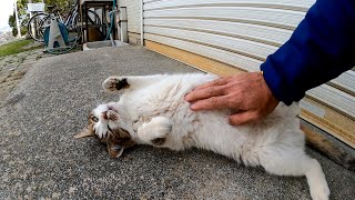 【公園猫】花見客が多いので事務所裏に逃げてきたところを撫でるられる