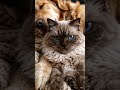crazy cat 🙂|#trending #viral #shortvideo #crazycat |#itzzmariyam |