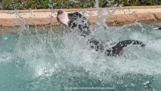 Funny Great Dane's First Cannonball Into Pool For The Summer Swim Season