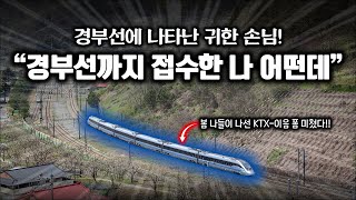 경부선 봄 나들이 나선 KTX-이음 폼 미쳤다👍 / 3월 기차모음집