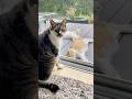 休日の猫たち🐱Cats on a Day Off