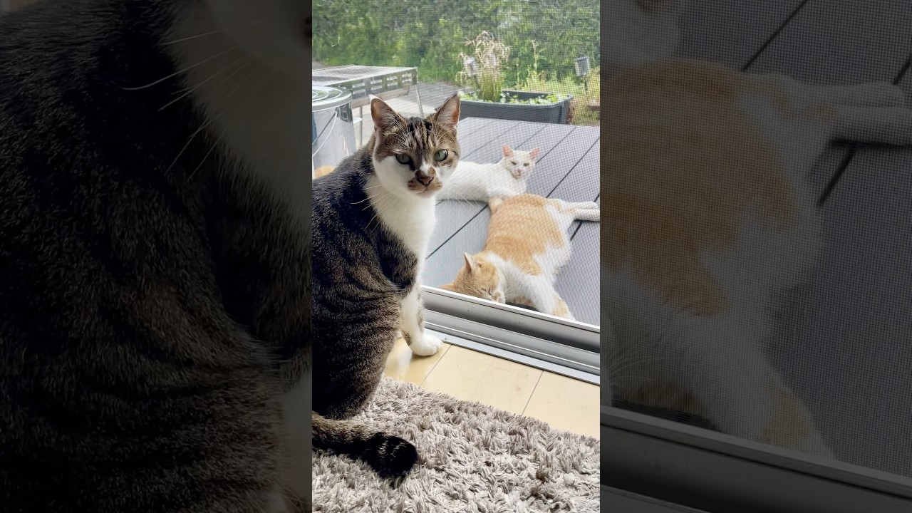 休日の猫たち🐱Cats on a Day Off