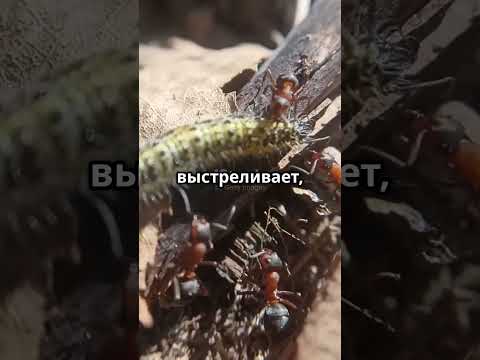 Гусеница-пушка: как она стреляет фекалиями?