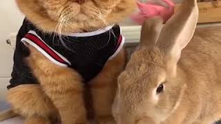 Baby Animals  Funny Cats and Dogs Videos Compilation 9 screenshot 4