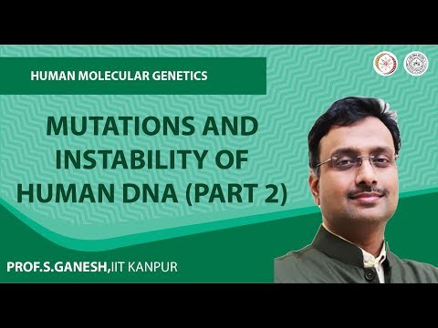Mutations and instability of human DNA (Part 2)