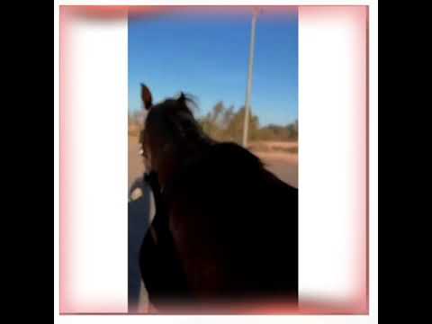 حالة واتس اقوي شيله رائعه شجعين يا حب الصدق و الخيل والفرسان 