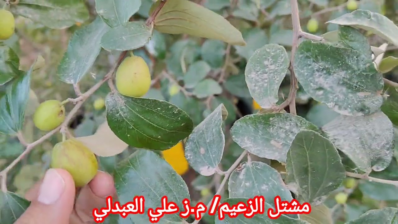 تساقط ازهار و ثمار السدر اهم الأسباب