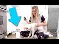 🐶 iPhone Dog Treat Tosser!