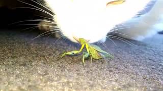 Cat vs Praying Mantis [Graphic] by Jason 702 views 5 years ago 3 minutes, 44 seconds