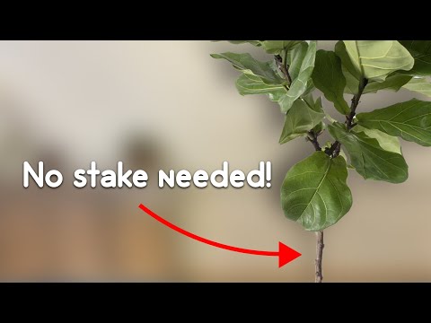 How To Get Thicker Trunk On Fiddle Leaf Fig