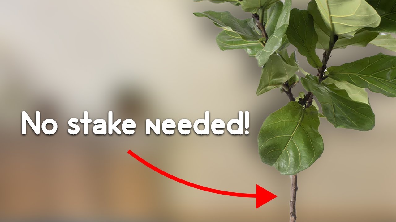 Do THIS to get a thicker trunk on your fiddle leaf fig or rubber tree