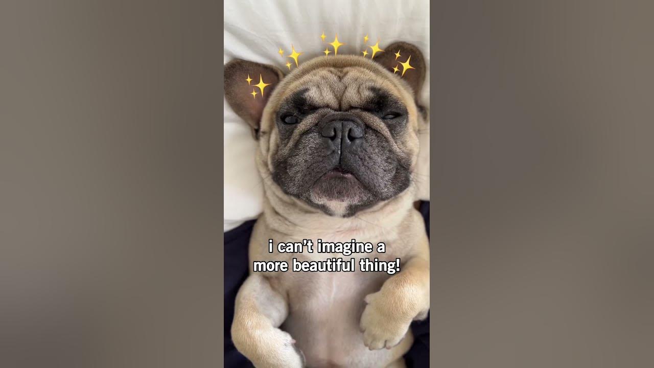 Can you name anything better?! #frenchiepuppy - YouTube