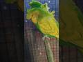 spangle hogoromo pair #hogoromo #hogo #shortvideo #shorts #short #shots #birds