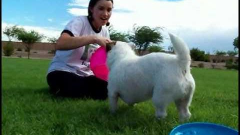 How to Teach your Dog to Catch a Frisbee