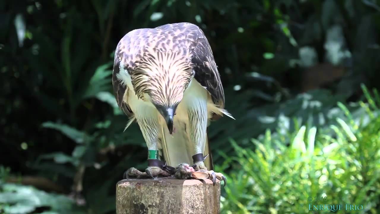 Philippine Eagle - Pithecophaga jefferyi | The Eagle Directory