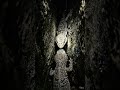 POV Exploring a Gecko’s Secret Burrow HiddenWorld#shorts#shortsvideo#shortsviral#viral#pov#povanimal