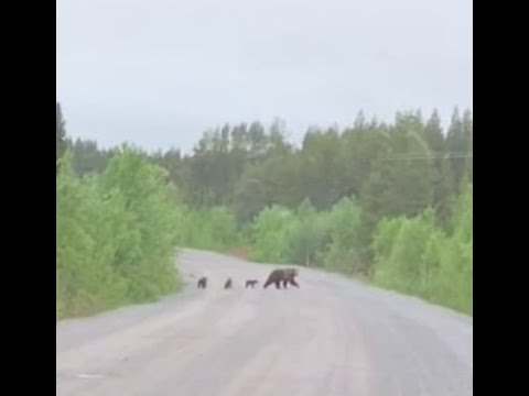 Какая скорость у медведя км ч. Саров медведь на дороге. Медведь на дороге в хантах. Медвежонок на дороге.