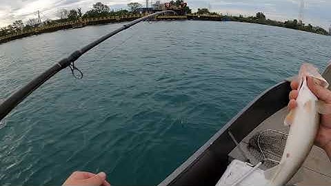 Detroit River Boat Fishing (jigging & bottom bouncing)