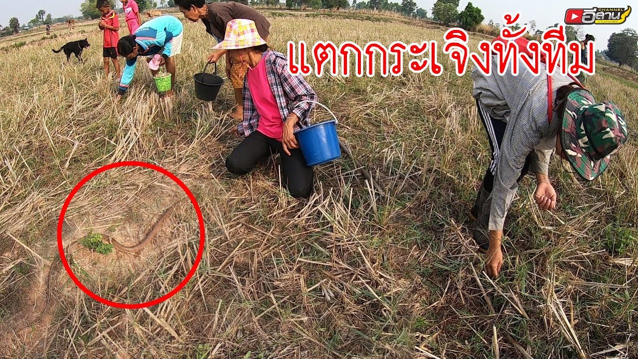 แตกกระเจิงทั้งคนทั้งหมา!! เก็บเห็ดแทดไปดีๆ เจองูเลื้อยมาหา หลีกหนีเกือบไม่ทัน