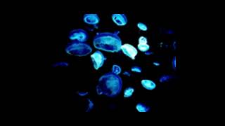 Laptopnerd - Windows Scooba Companion Avatar You Seem Lonely