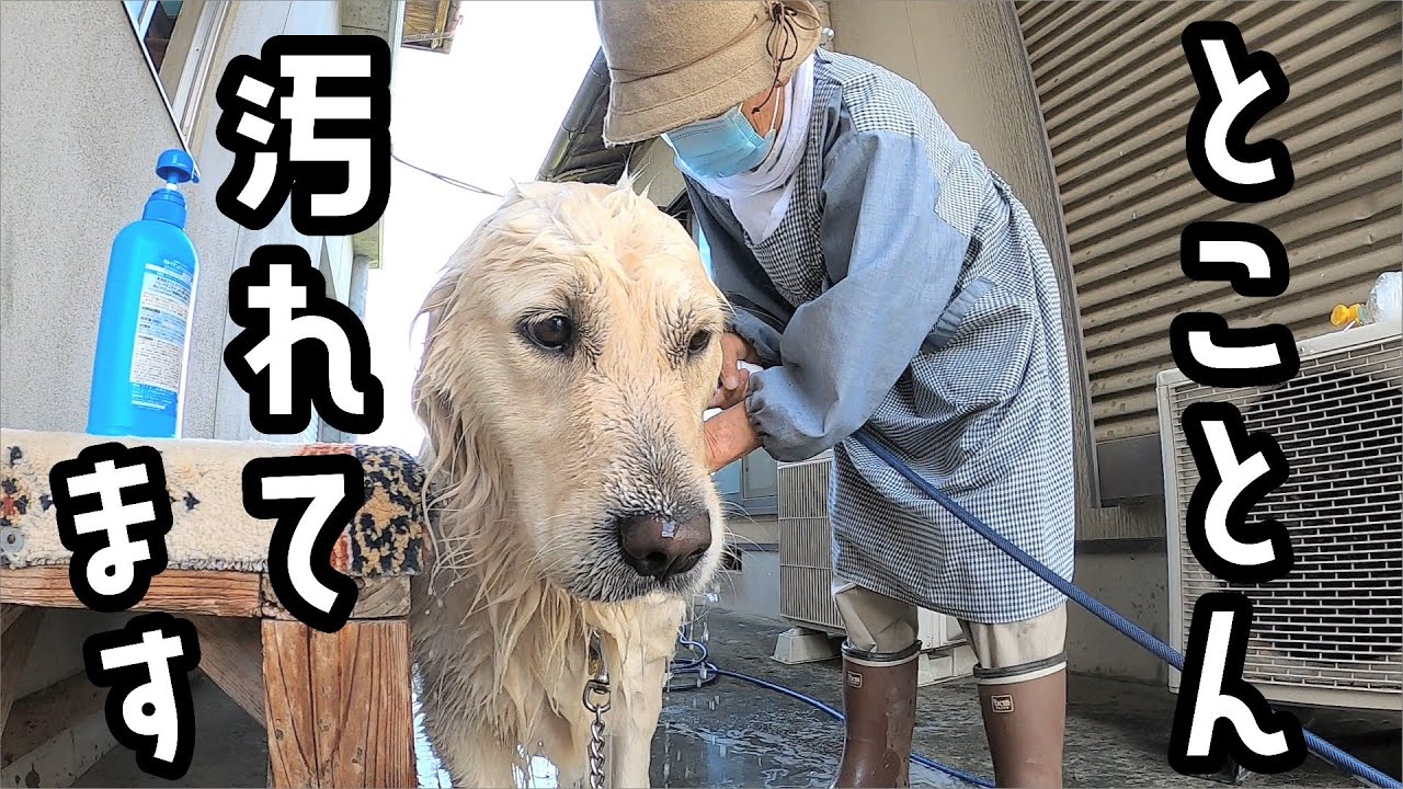 メイSR 自由のイヌちゃん Even though this dog is extremely dirty, it can still be so clean