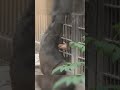 Gentaro plays with the zookeepe#ZooAnimals #gorilla #fyp #fypシ゚viral #Wildlife