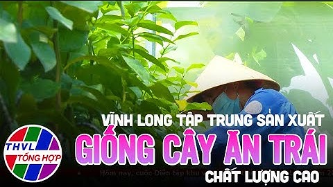 Vĩnh Long tập trung sản xuất giống cây ăn trái chất lượng cao