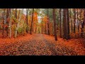 Rainy autumn forest walk  binaural audio rain and nature sounds relax