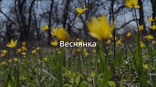 Веснянка