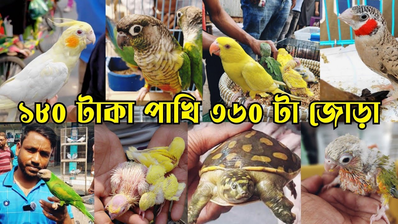 কচ্ছপ সহ ভরপুর বাচ্চা পাখি || মিরপুর ১৩ পাখির হাট || Mirpur 13 pakhir hat || Parrot market bd