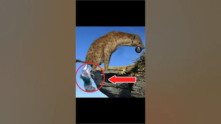 Hyenas Give Birth #hyena #animals #shorts