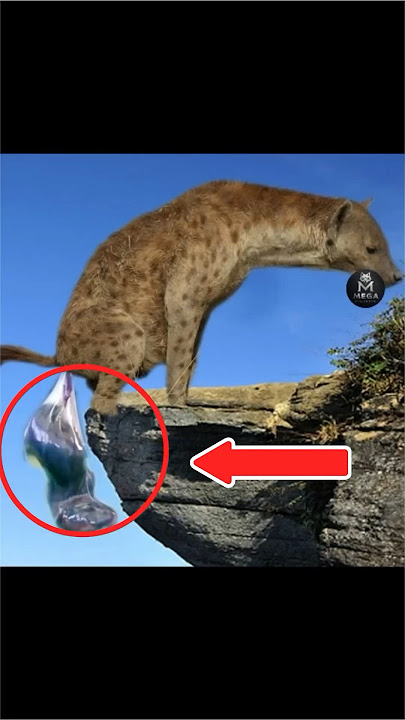 Hyenas Give Birth #hyena #animals #shorts