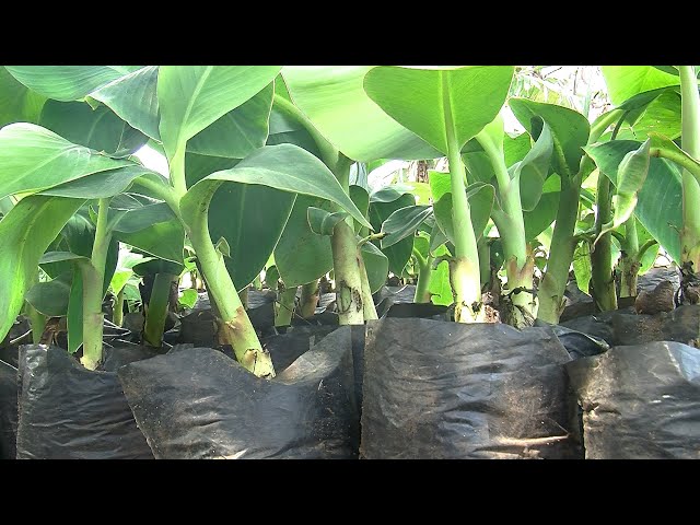 Producing healthy plantain and banana suckers (summary) class=