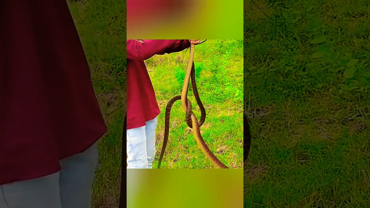 Rat Snake release ! RatSnake Male,female ! dhaman snake 