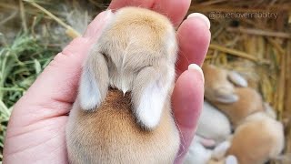 #rabbit#bunny#ارنب#ارنب