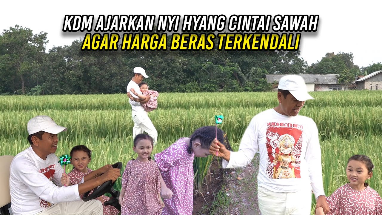 KDM AJARKAN NYI HYANG MENCINTAI SAWAH DAN PADI | AGAR HARGA BERAS TERKENDALI