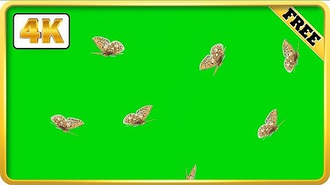 Butterfly flying green screen effect video loops | Royalty-free background video | Free 4k download