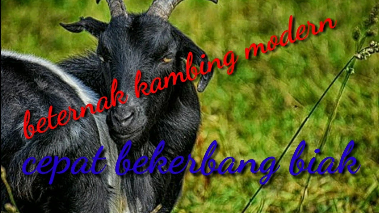 ternak kambing modern 