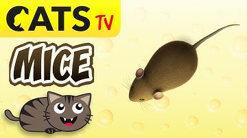 CAT TV 📺 The BEST Mouse 🐭🧀 3D Mice game 😻 4K 🔴 120FPS