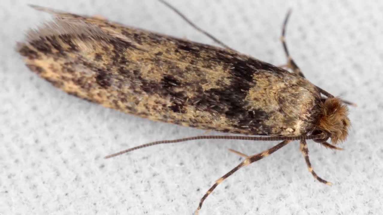 Brown dotted Clothes Moths (Niditinea fuscella), AKA European House ...