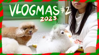 POODLE VLOGMAS 2023 | An afternoon in our lives