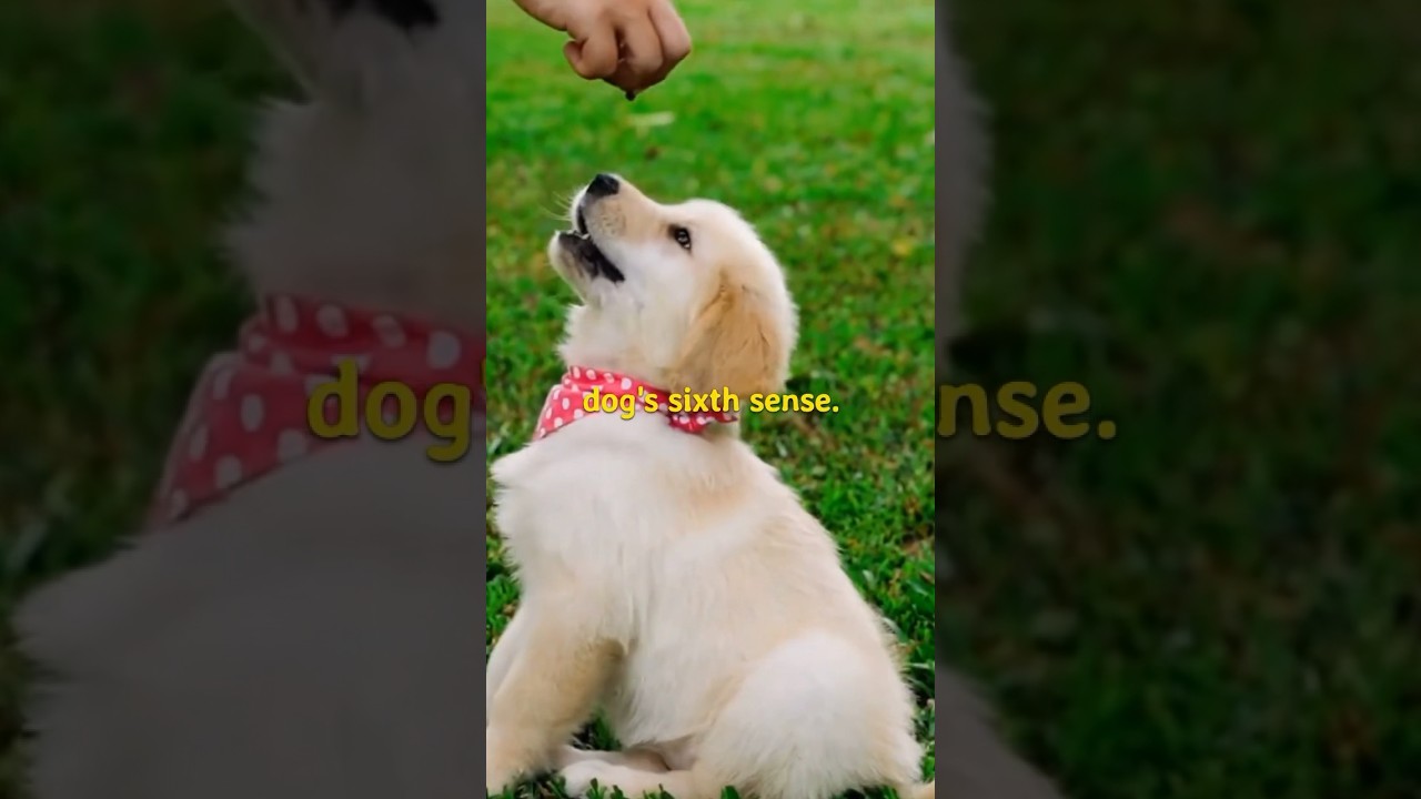 Why do dogs have a sixth sense?