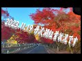 2023丹沢湖紅葉です