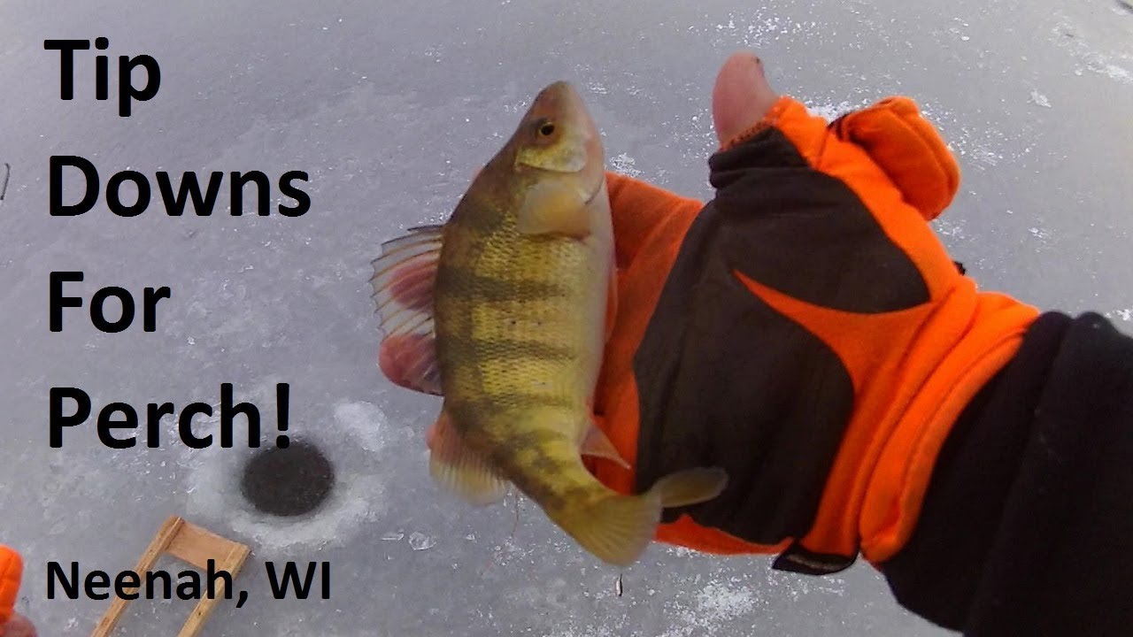 Great First Ice Perch Action, Neenah, Wisconsin! YouTube