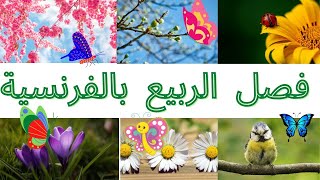 فصل الربيع بالفرنسية  les quatre saisons : le lexique du printemps