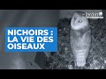 Nichoirs : la vie secrète des oiseaux - Le Jardin Extraordinaire 🌍