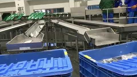 Salmon Sorting by Yokozaki