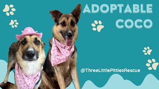 Coco | Loyal Shadow and Silver Sable Beauty